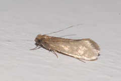 Tinea columbariella