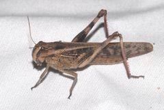 Locusta migratoria cinerascens