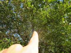 Andricus quercusfoliatus