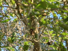 Andricus quercusfoliatus