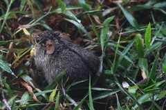 Lemniscomys rosalia
