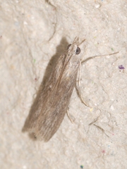 Epischnia asteris