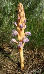 Phelipanche caesia