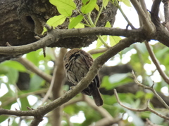 Glaucidium brasilianum