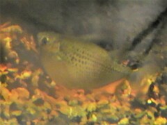 Gasteropelecus maculatus