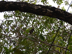 Glaucidium brasilianum