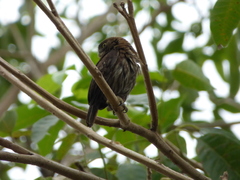 Glaucidium brasilianum