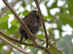 Glaucidium brasilianum