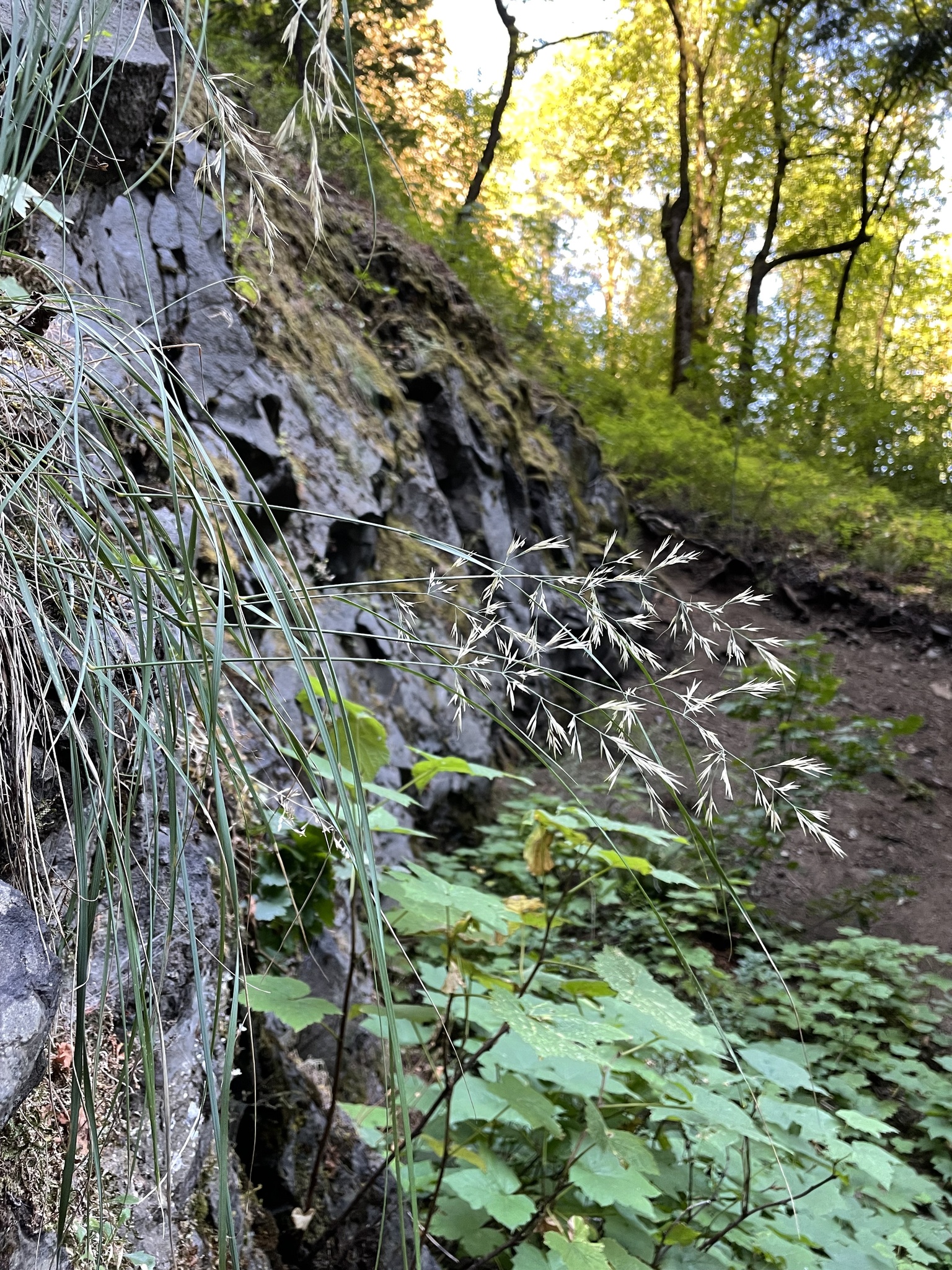 Calamagrostis howellii