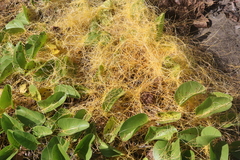 Cuscuta sandwichiana