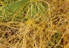 Cuscuta sandwichiana