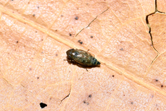 Deltocephalus pulicaris
