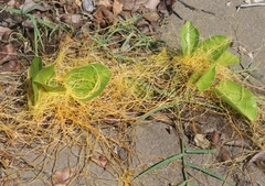 Cuscuta sandwichiana