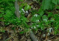 Galium pseudorivale