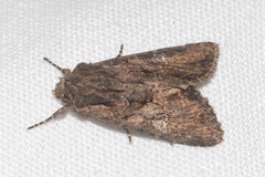 Mniotype occidentalis