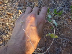 Calystegia occidentalis
