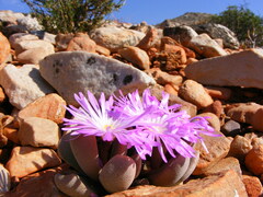 Cerochlamys pachyphylla
