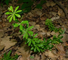 Galium pseudorivale