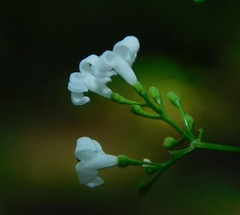 Galium pseudorivale