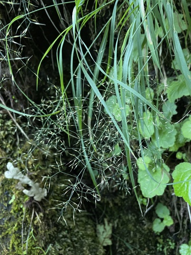 Howell's bentgrass (Agrostis howellii)