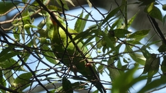 Brotogeris jugularis