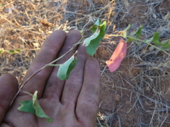 Calystegia occidentalis