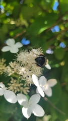 Bombus impatiens