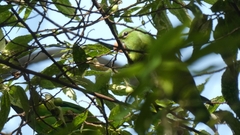 Brotogeris jugularis