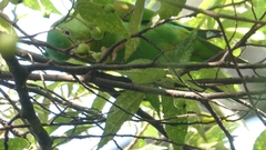 Brotogeris jugularis