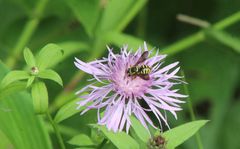 Paranthidium jugatorium lepidum