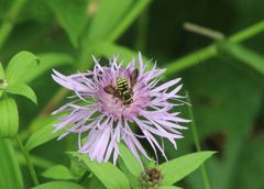 Paranthidium jugatorium lepidum
