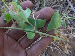 Calystegia occidentalis