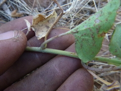 Calystegia occidentalis