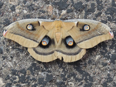 Antheraea oculea