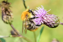 Bombus pascuorum