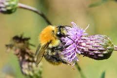 Bombus pascuorum