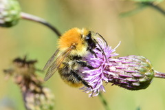 Bombus pascuorum
