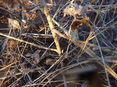 Calystegia occidentalis