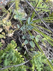 Astragalus lupulinus