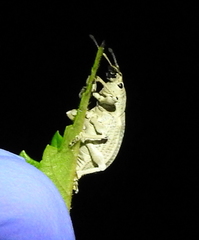 Compsus auricephalus