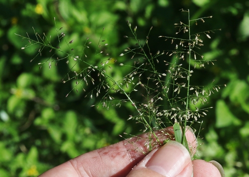 Eragrostis tenella observed 2022-01-24