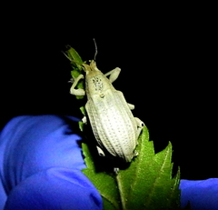 Compsus auricephalus