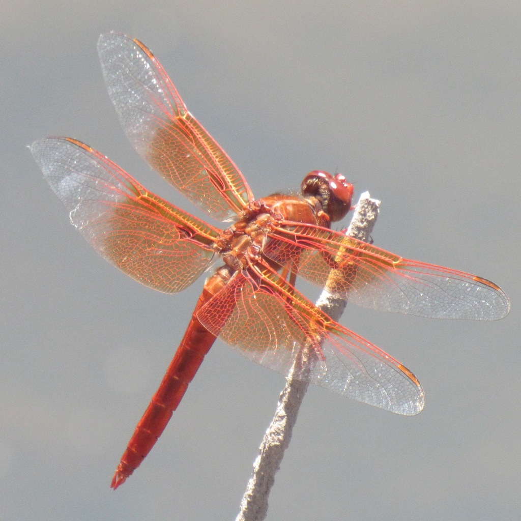 Flame skimmer (Libellula saturata)