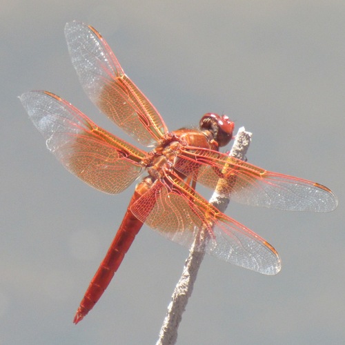 Flame Skimmer (Libellula saturata), a species recorded in Oregon