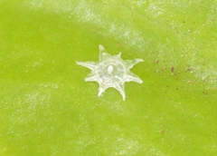 Ceroplastes stellifer