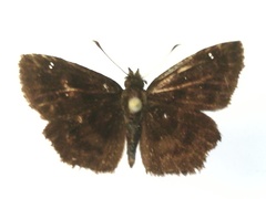 Staphylus ascalaphus
