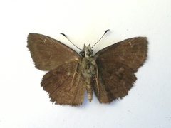 Staphylus ascalaphus