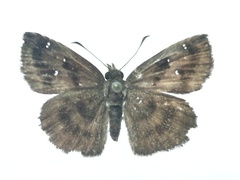 Staphylus ascalaphus