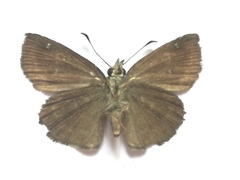 Staphylus ascalaphus