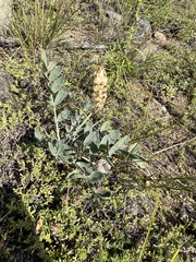 Astragalus lupulinus
